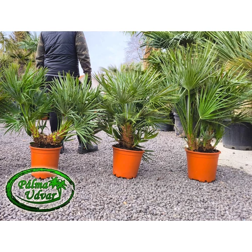 Chamaerops Humilis 80-100cm  teljes magasság EXTRA