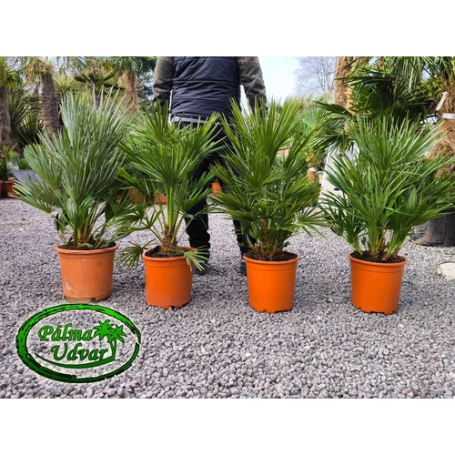 Chamaerops Humilis 80-90cm teljes magasság Törzses