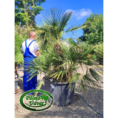 Chamaerops Humilis 70 liter