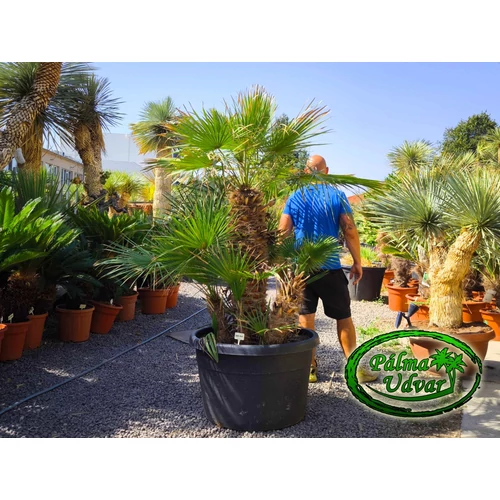 Chamaerops Humilis 