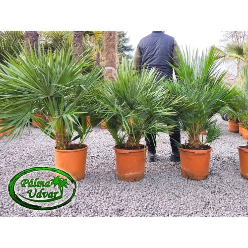 Chamaerops Humilis csoport EXTRA