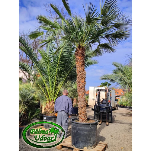 Chamaerops Humilis  EXTRA törzs