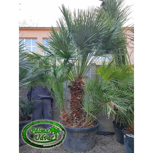 Chamaerops Humilis 