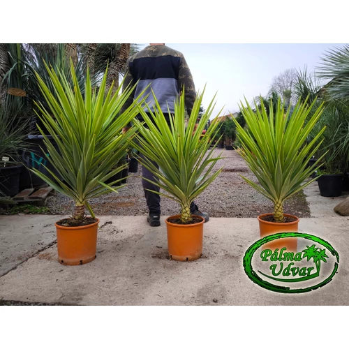 Yucca elephantipes Jewel 120-140cm teljes magasság