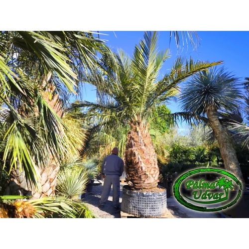Jubaea Chilensis - Chilei mézpálma 160cm törzs ÓRIÁS