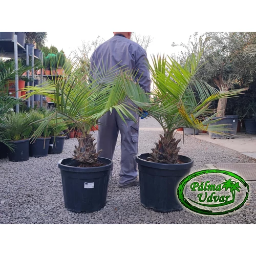 Jubaea Chilensis - Chilei mézpálma 20-30cm törzs