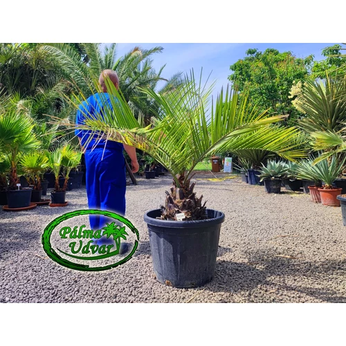 Jubaea Chilensis - Chilei mézpálma 30cm törzs