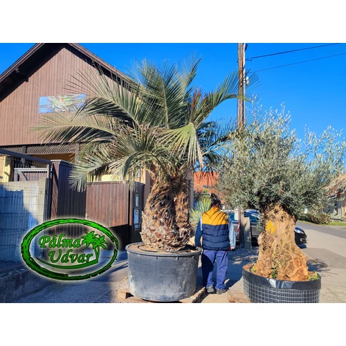Jubaea Chilensis - Chilei mézpálma 130cm törzs ÓRIÁS