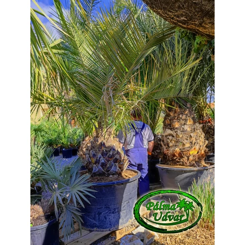 Jubaea Chilensis - Chilei mézpálma 70-80cm törzs