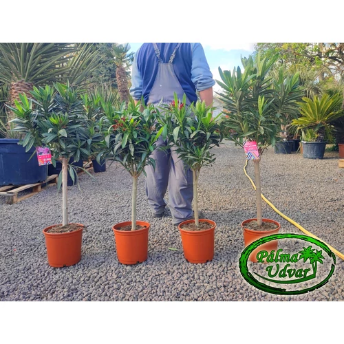 Leander 90-100cm törzses teljes magasság