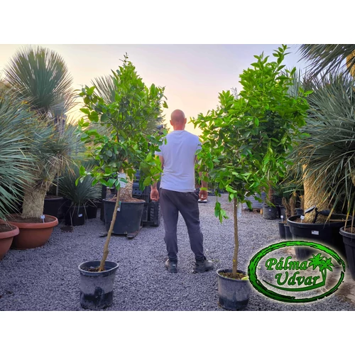 Citrus aurantiifolia - Lime /termő/ 15L