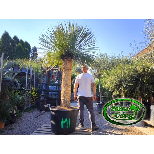 Yucca Linearifolia Linearis MULTI 120cm törzs