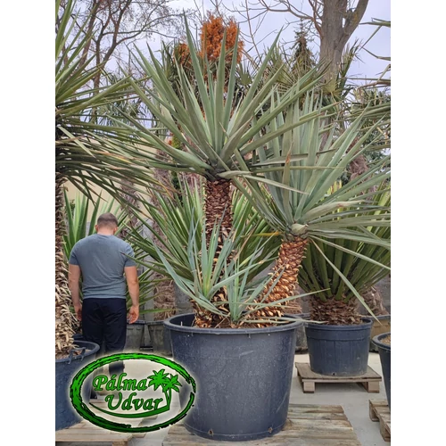 Yucca Madrensis MULTI