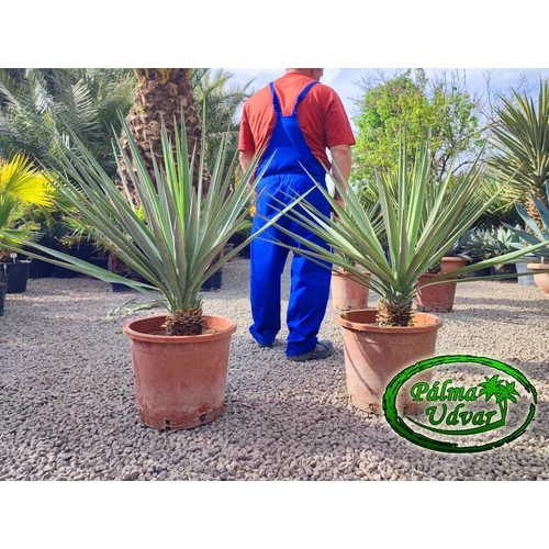 Yucca Madrensis törzs 30-40cm