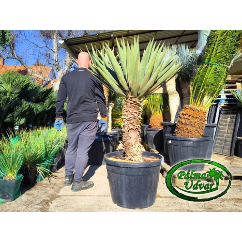Yucca Madrensis törzs 80cm var. 1.