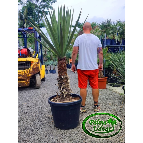 Yucca Madrensis törzs 80cm