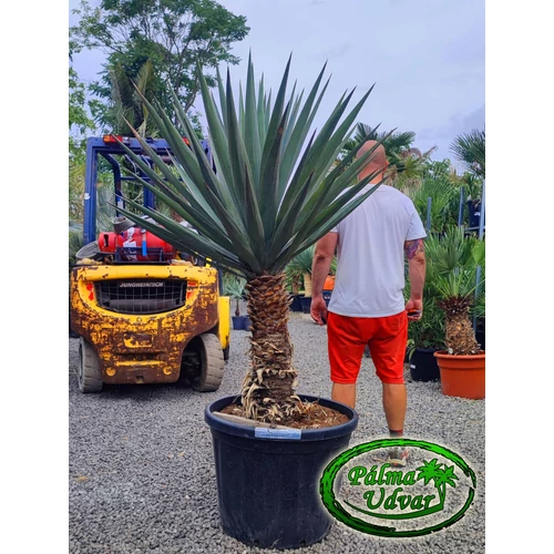 Yucca Madrensis törzs 80cm Extra