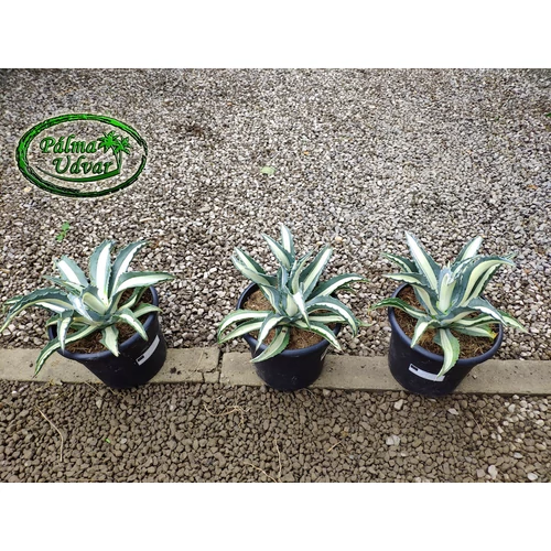 Agave Mediopicta Alba 10 literes