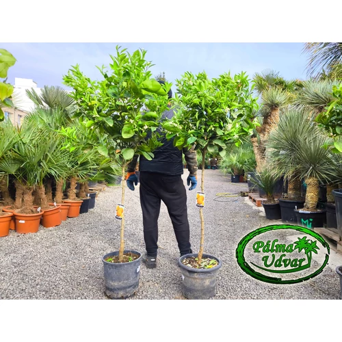 Sinensis narancsfa / termő / 15L