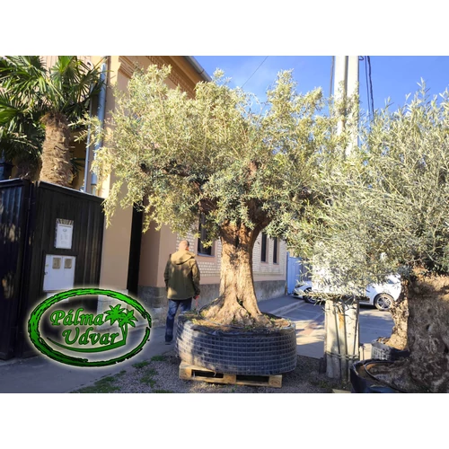 Olajfa - Olea Europaea  Natural Extra