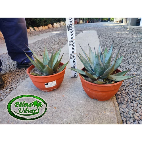 Agave Neomexicana c25