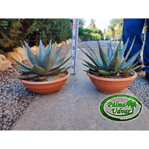 Agave Neomexicana c35