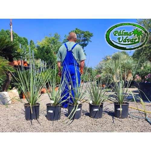 Nolina Nelsonii 15L 