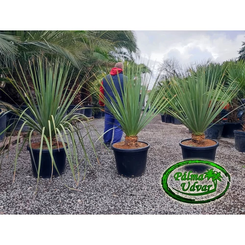 Nolina Nelsonii 150cm 