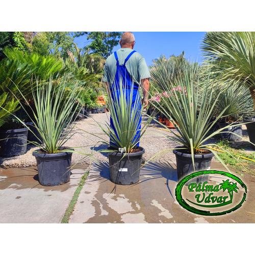 Nolina Nelsonii 25L 