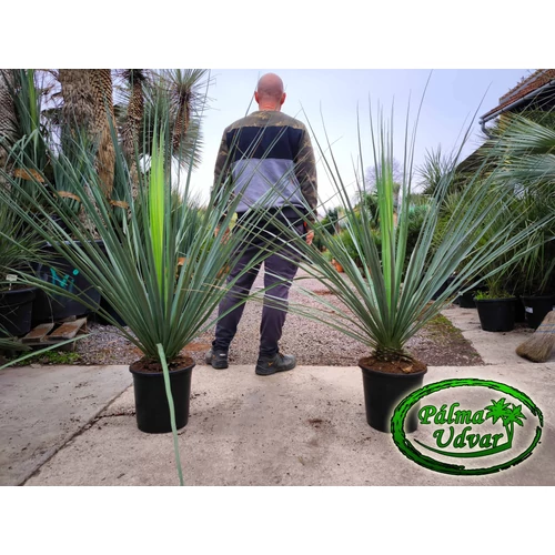Nolina Nelsonii C25