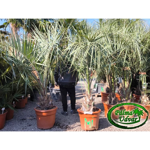 Butia Odorata Silver 30-40cm törzsmagasság