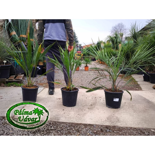 Butia Odorata Silver 60-80cm teljes magasság