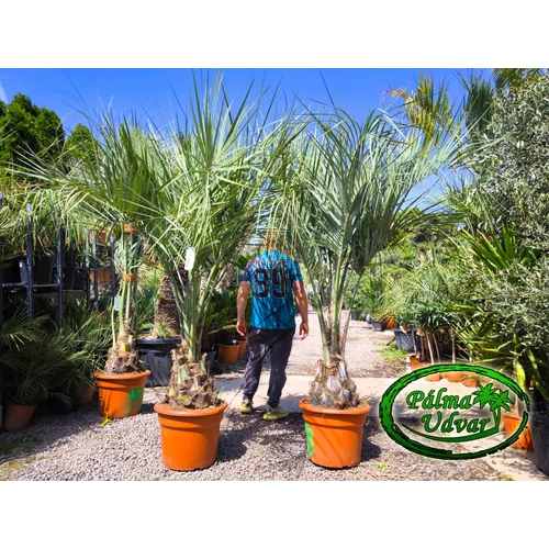 Butia Odorata Silver 30-40cm törzsmagasság