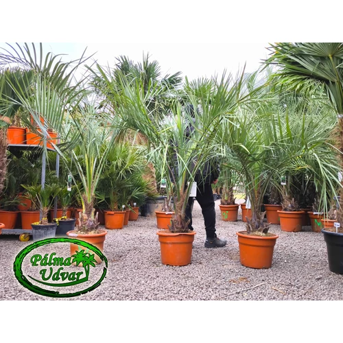 Butia Odorata Silver 20-30cm törzsmagasság