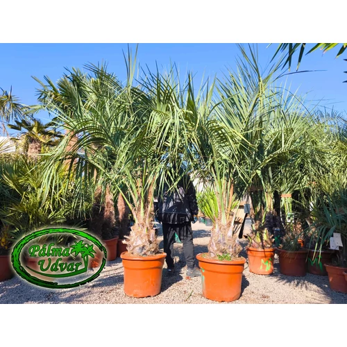 Butia Odorata Silver 40-50cm törzsmagasság var. 1