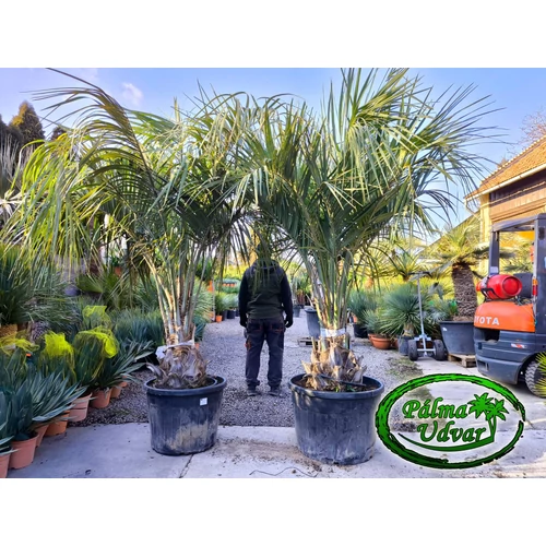 Butia Odorata Silver 40-50cm törzsmagasság