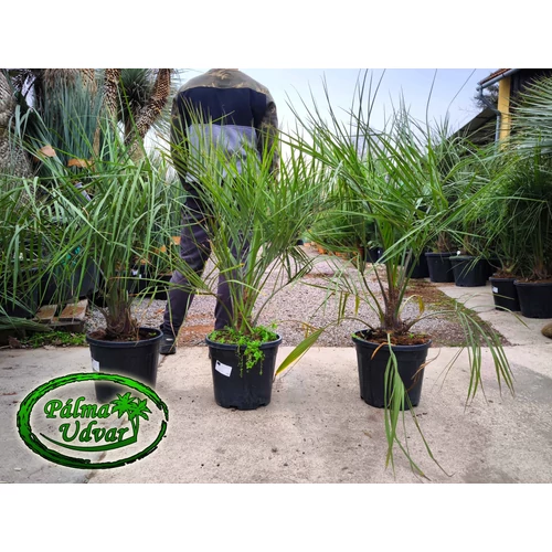 Butia Odorata Silver 80-120cm teljes magasság