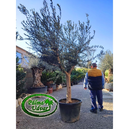 Olajfa - Olea Europaea 