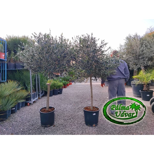 Olajfa - Olea Europaea 20L