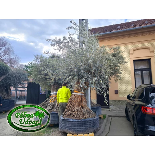 Olajfa - Olea Europaea őstörzs var. 22