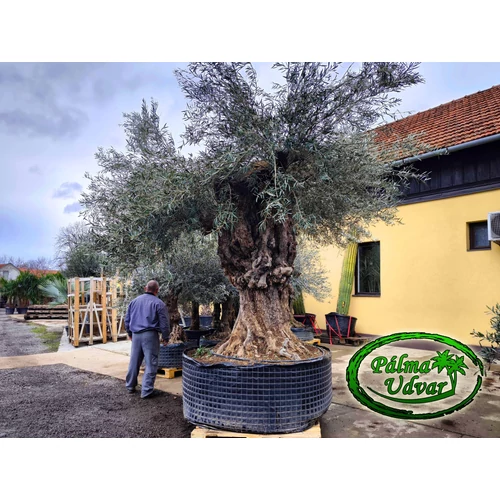 Olajfa - Olea Europaea őstörzs var. 10