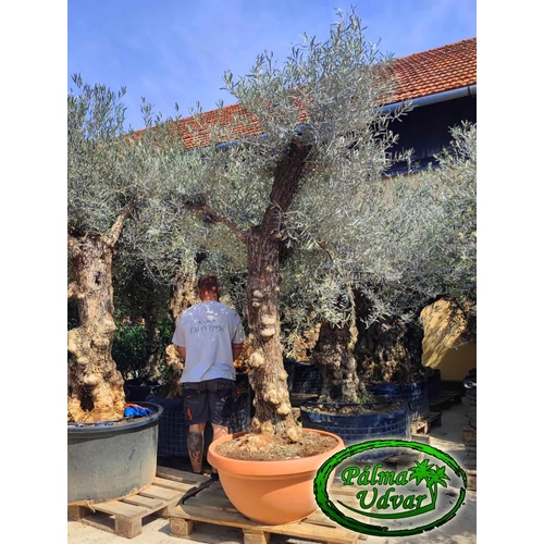 Olajfa - Olea Europaea őstörzs Bonsai Tarina var. 1.