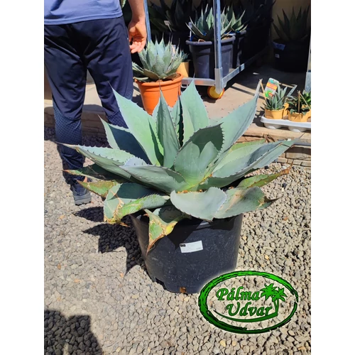 Agave Ovatifolia 80cm átmérő