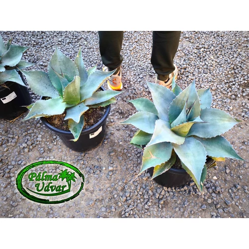 Agave Ovatifolia 40cm Ø