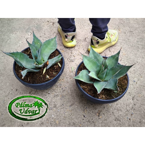 Agave Ovatifolia 25cm ⌀