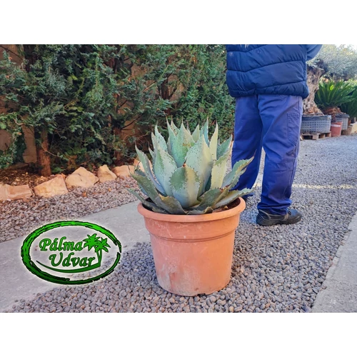 Agave Ovatifolia C45 átmérő 