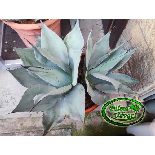 Agave Ovatifolia DUPLA