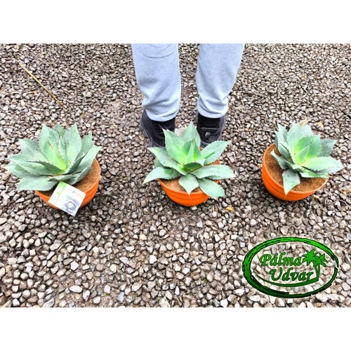 Agave Ovatifolia Emerald 20cm Ø  