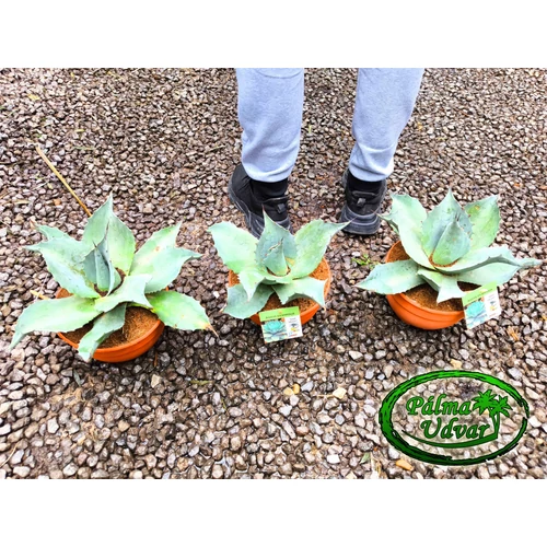 Agave Ovatifolia Iced Heart 20cm Ø  