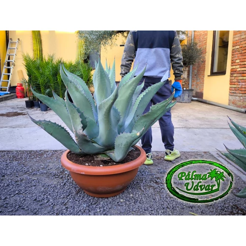 Agave ovatifolia x gentryi 'Jaws' EXTRA 110cm Ø